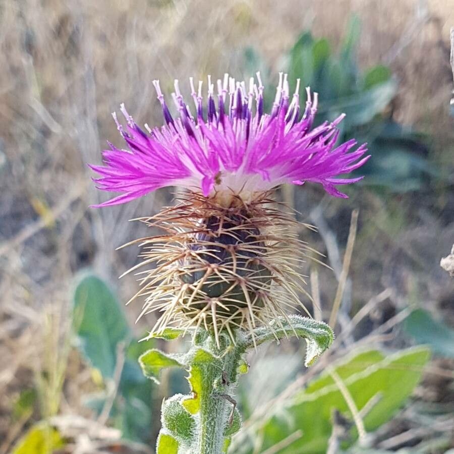 Centaurea seridis flower