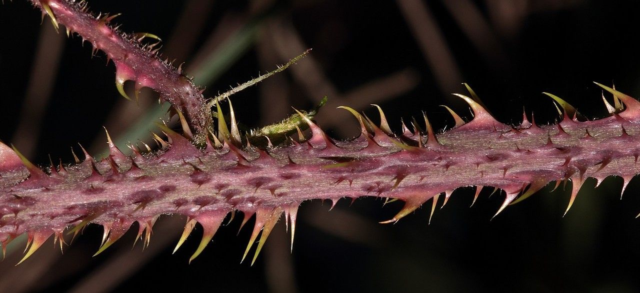 Rubus napophiloides flower