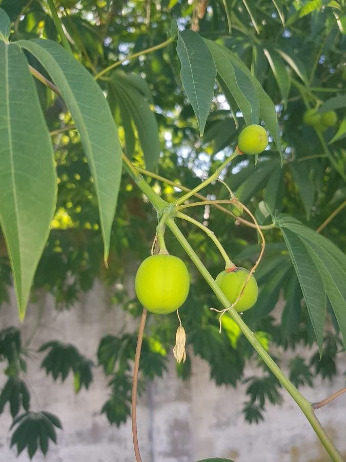 Manihot esculenta fruit