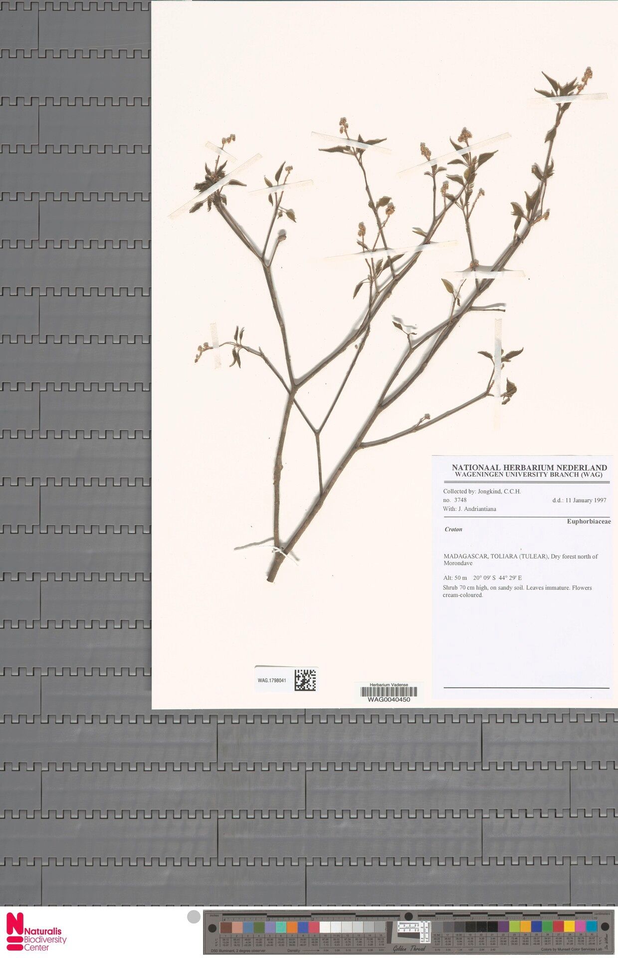 Croton gracilior — houseplant care guide