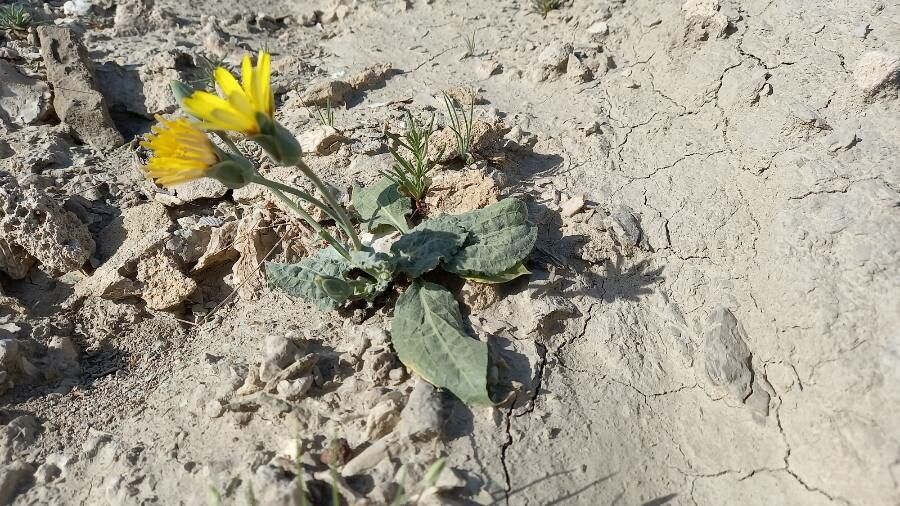 Scorzonera paradoxa habit