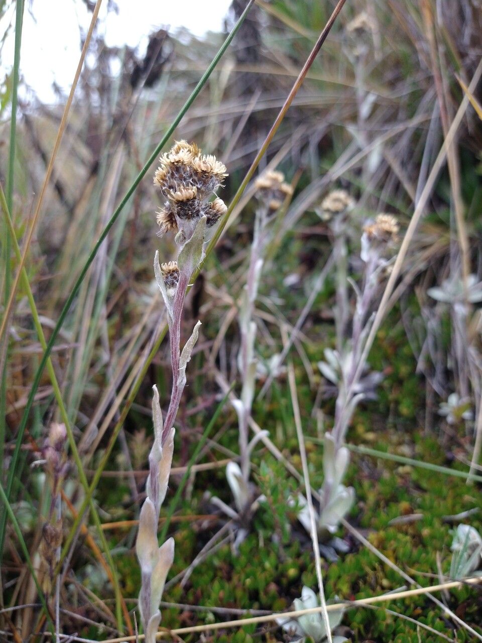 Gnaphalium antennarioides habit