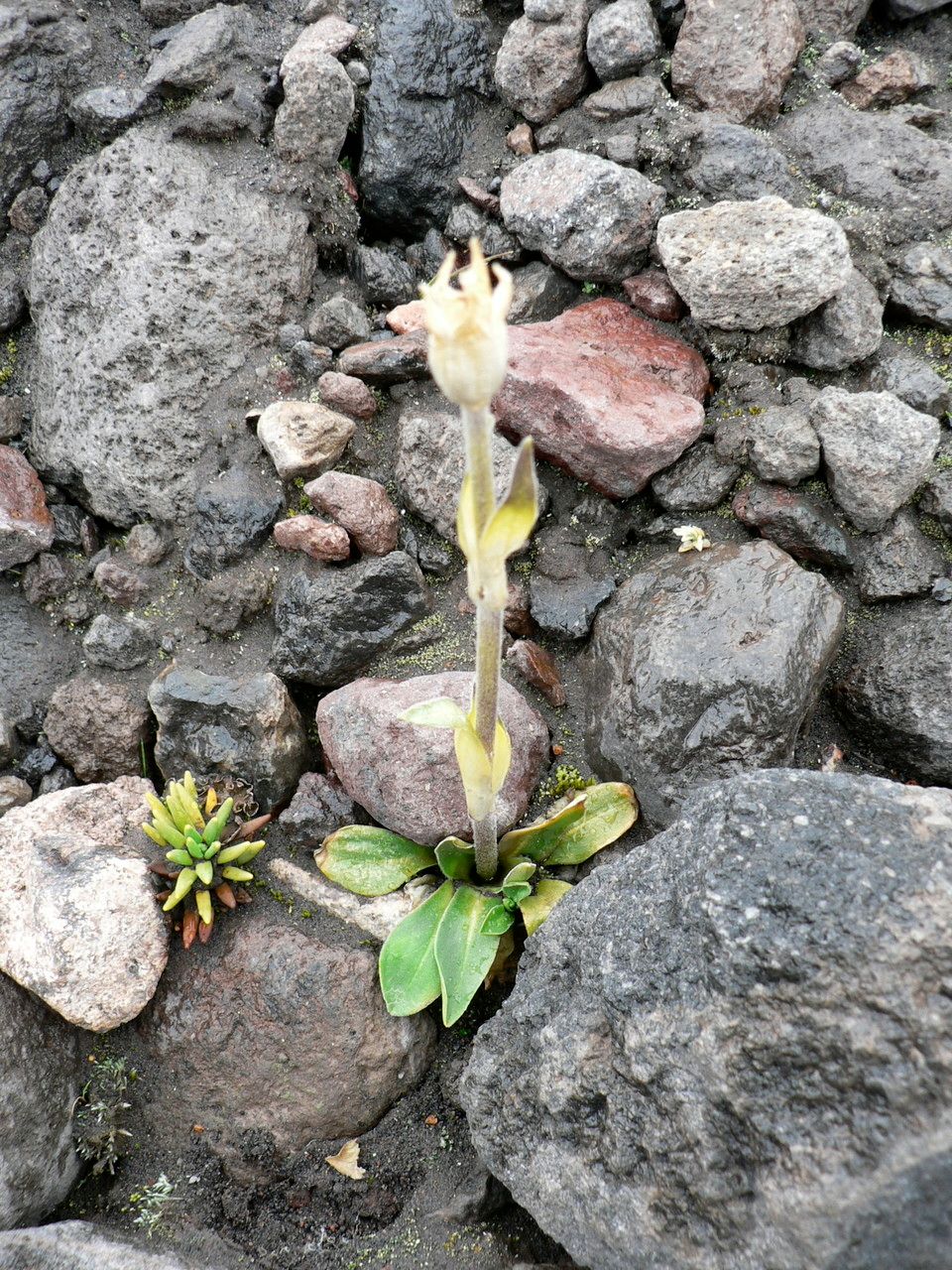 Silene thysanodes — houseplant care guide