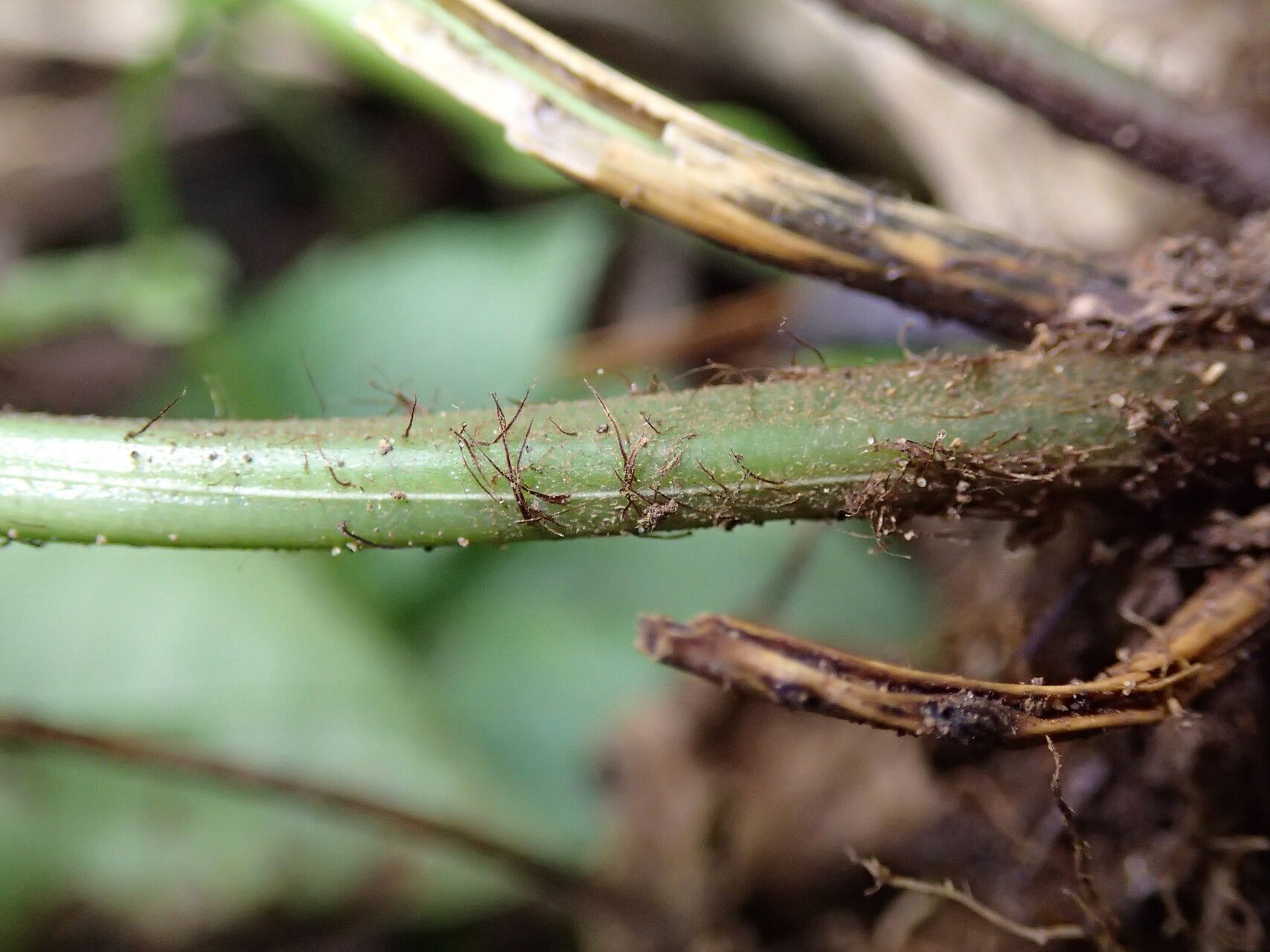Pteris hamulosa leaf