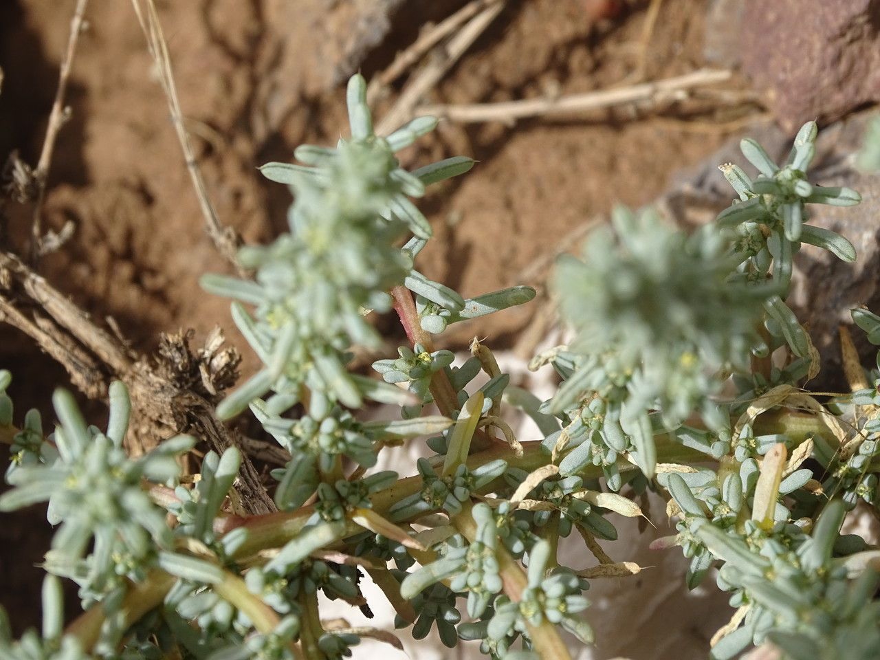 Suaeda vermiculata leaf