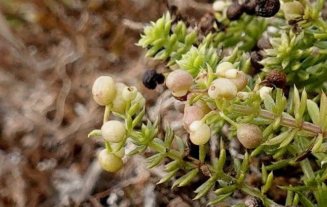 Galium arenarium fruit