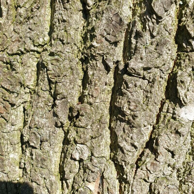 Quercus cerris x Quercus robur bark