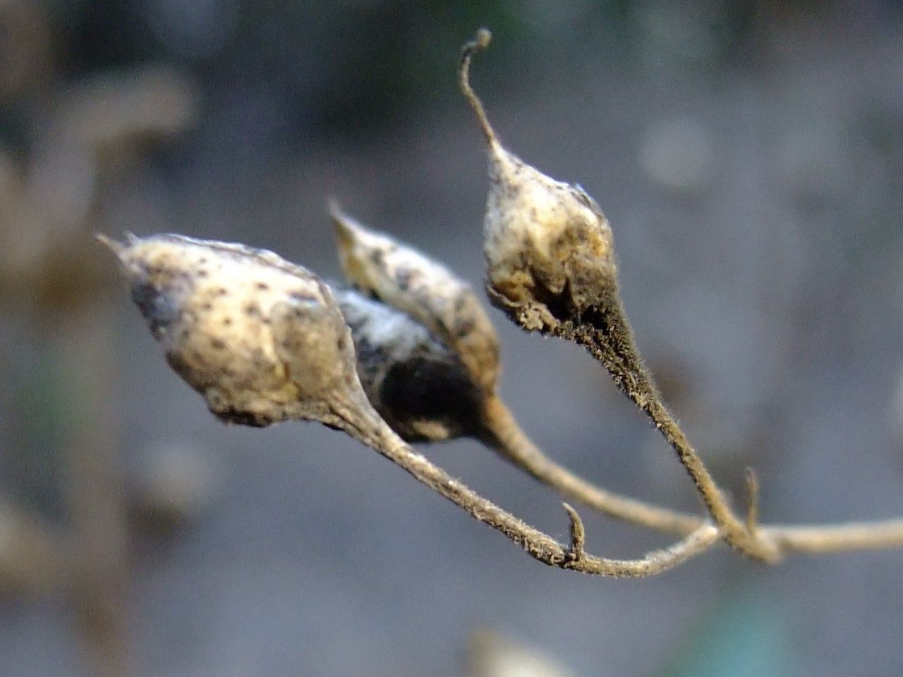 Scrophularia arguta fruit