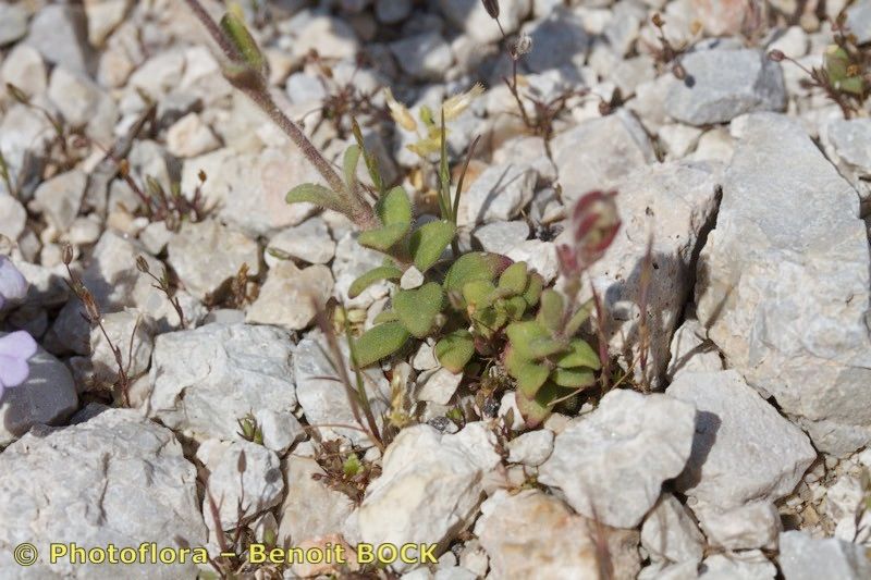 Chaenorhinum macropodum habit