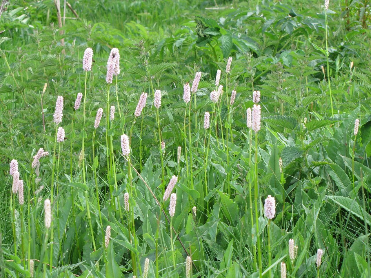 Polygonum bistorta habit