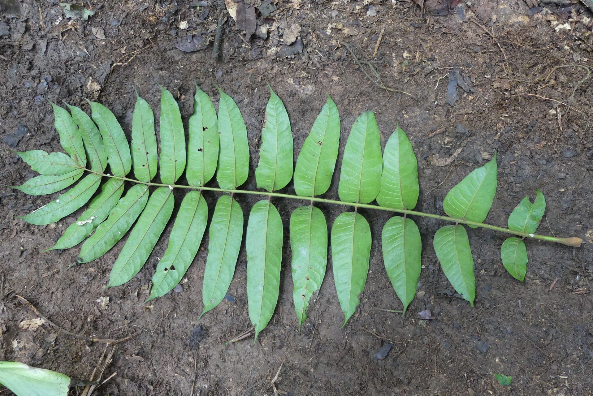 Pachylobus osika leaf