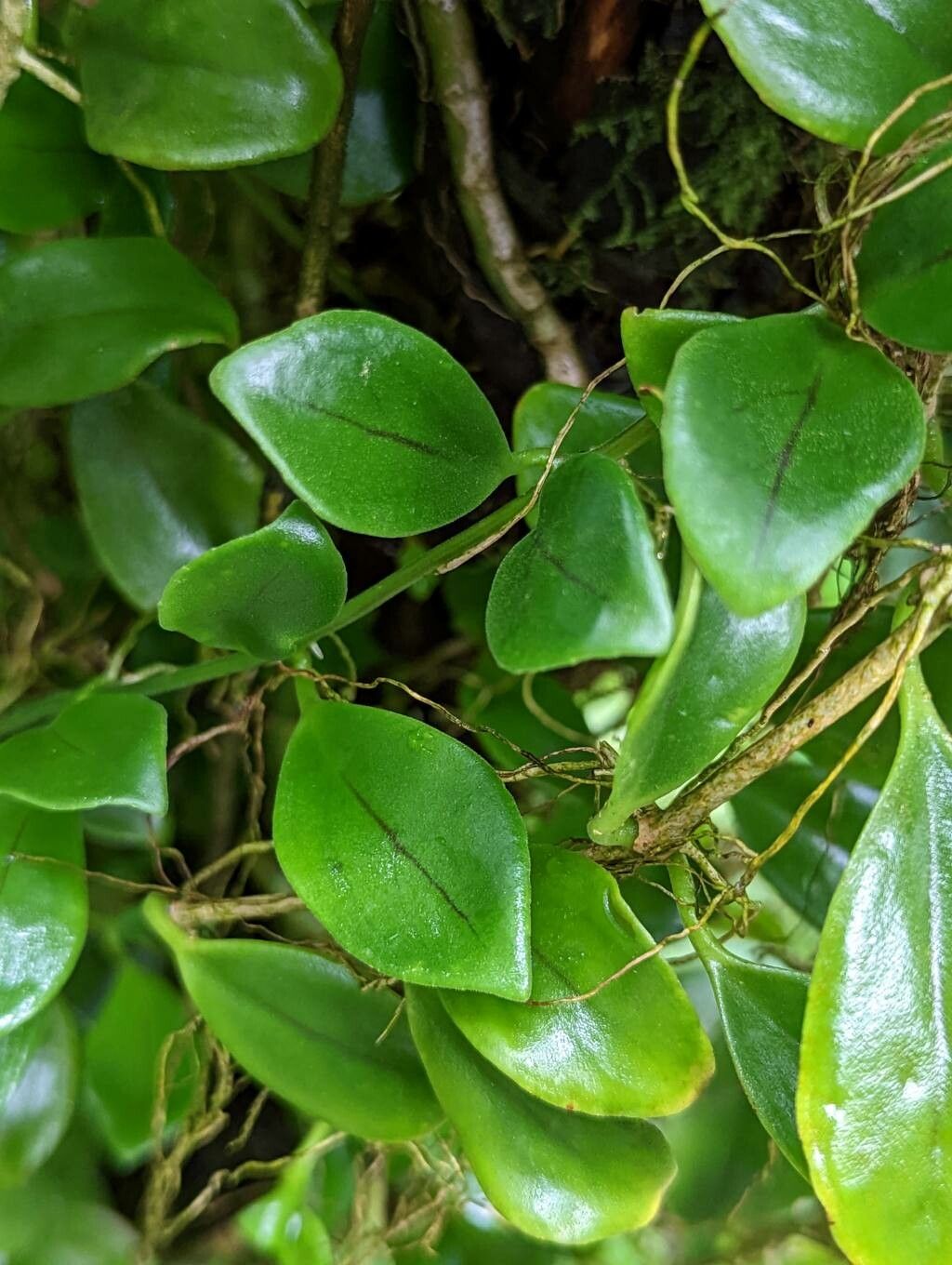 Codonanthe elegans leaf