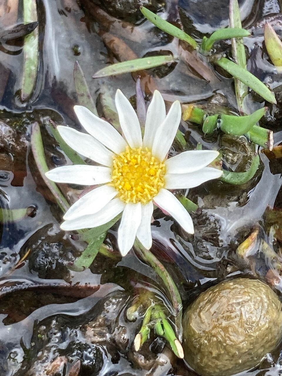 Werneria pygmaea flower
