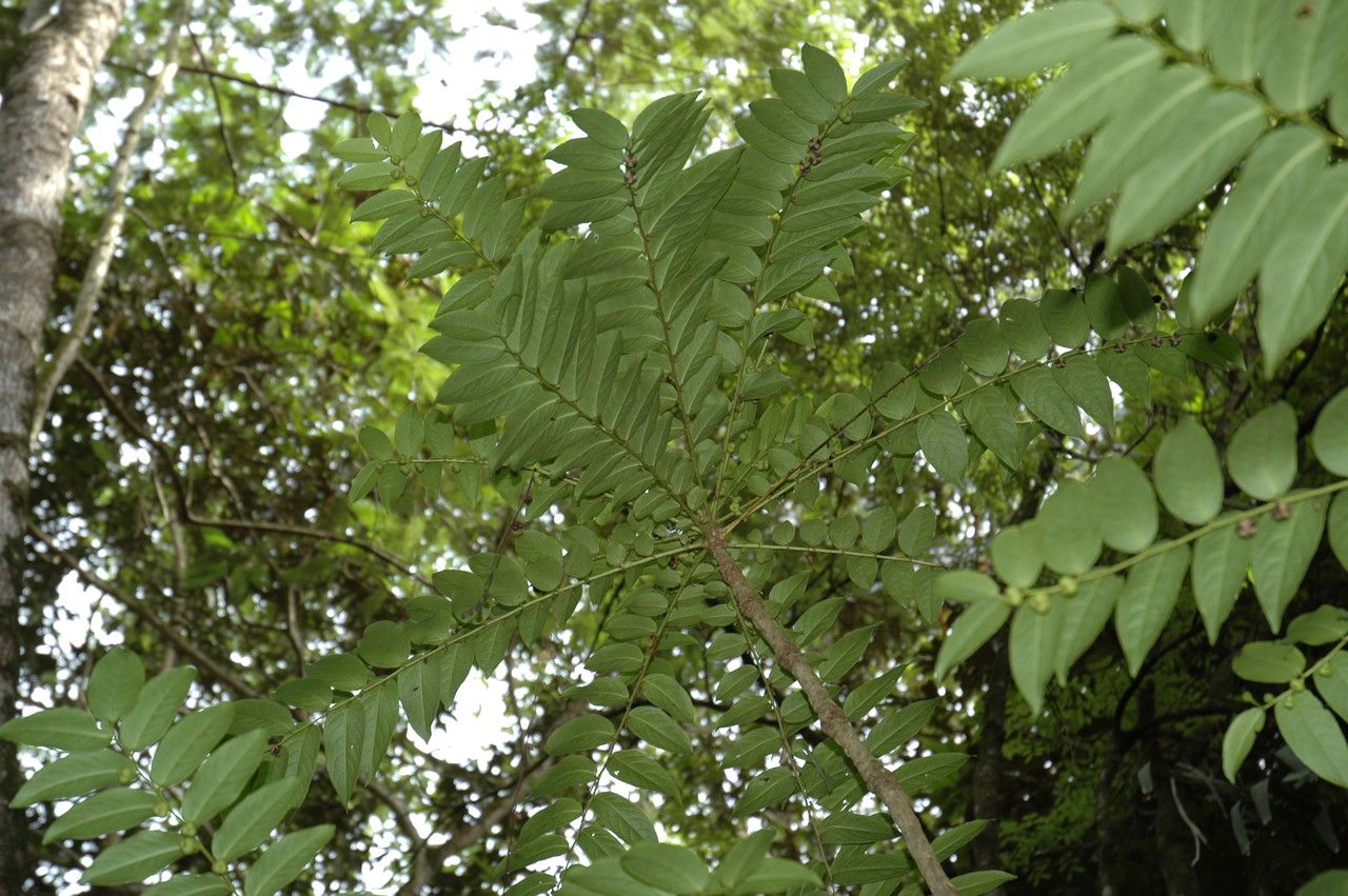 Phyllanthus juglandifolius habit