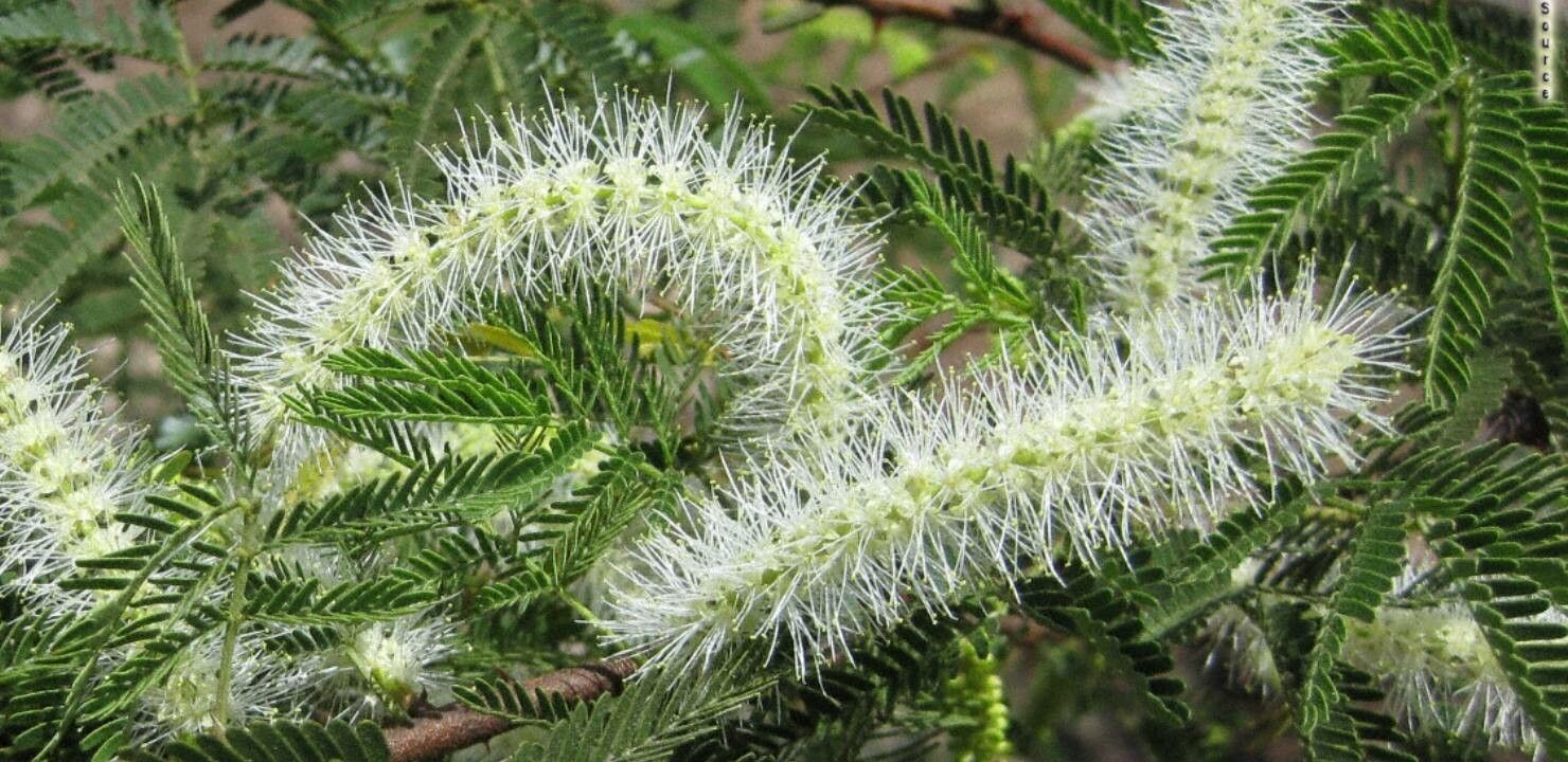 Mimosa tenuiflora flower