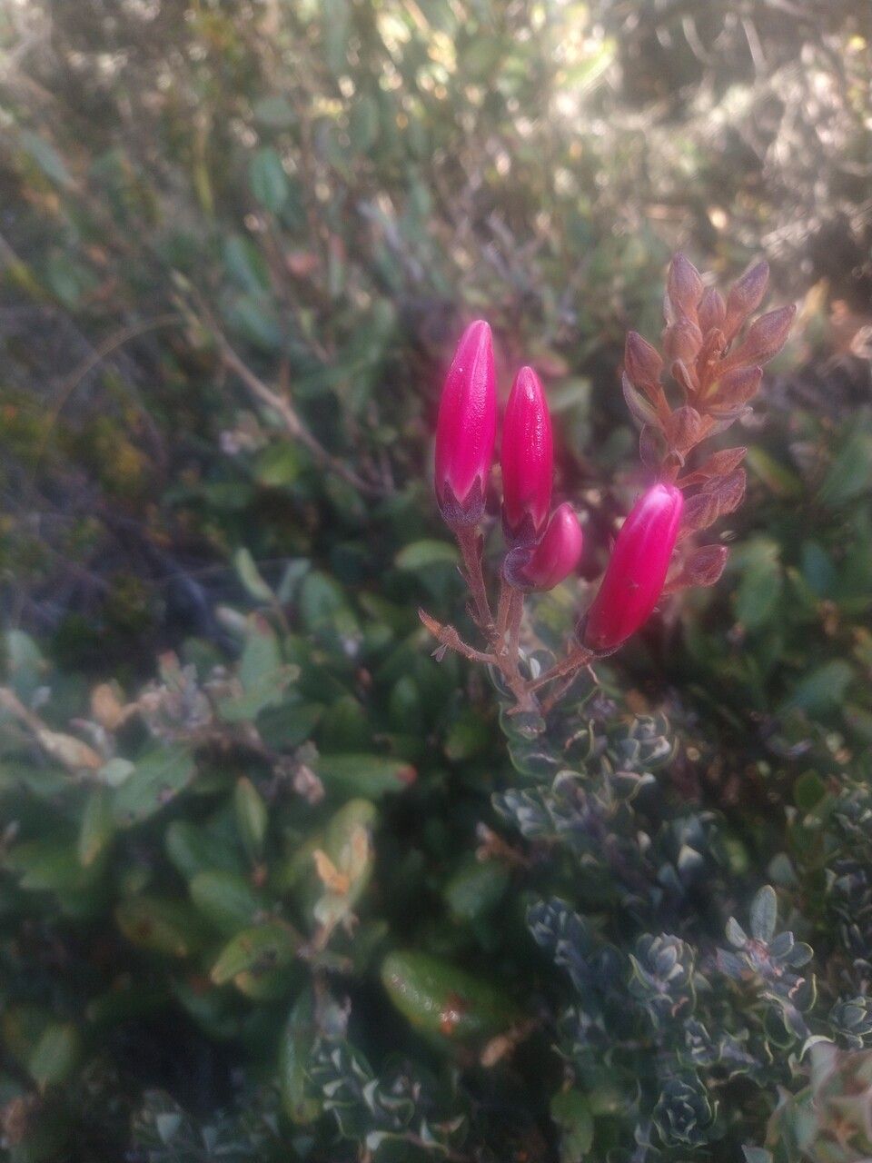Bejaria resinosa flower