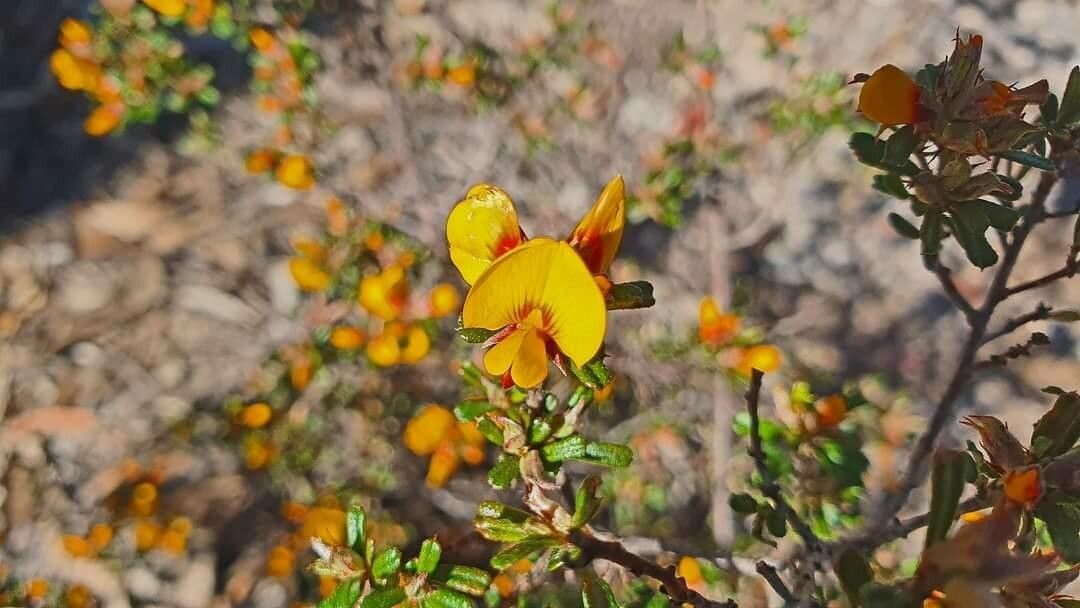 Aotus ericoides — search result for 'Peru to Bolivia'