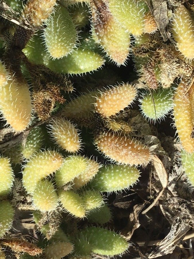 Delosperma echinatum leaf