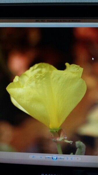 Oenothera oehlkersii — search result for 'Oenothera'