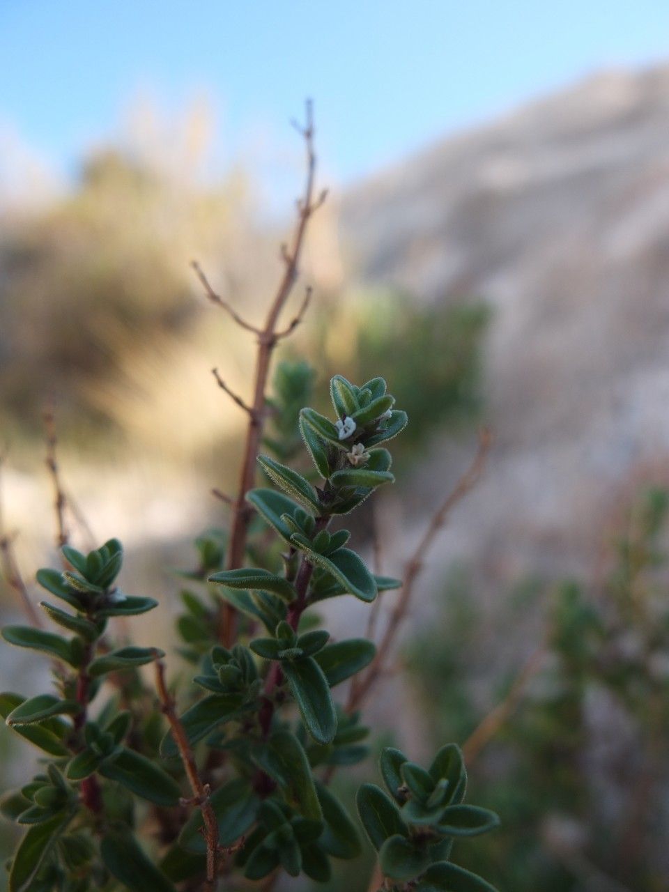 Clinopodium gilliesii — search result for 'Clinopodium'