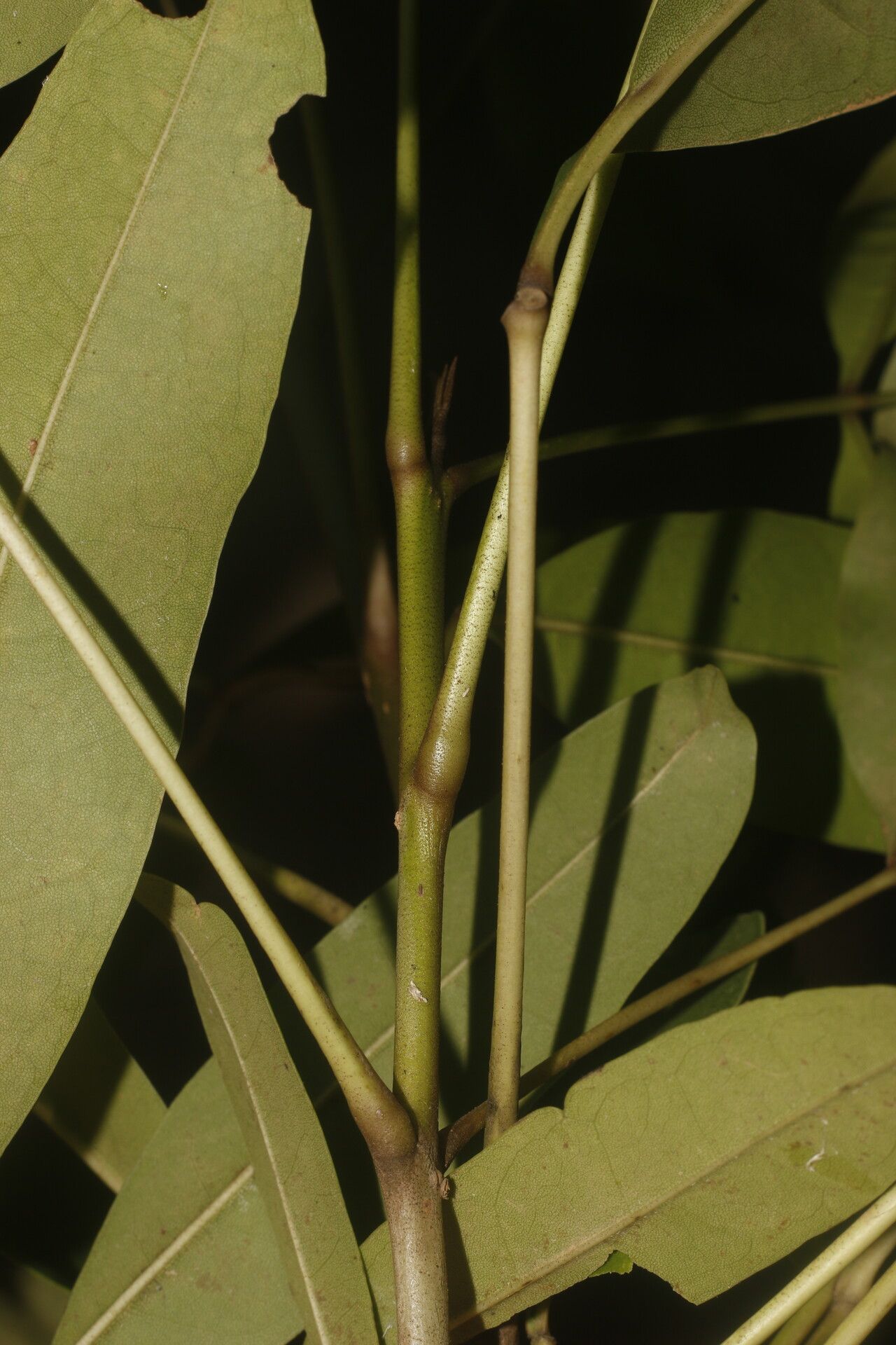 Tabebuia palustris bark