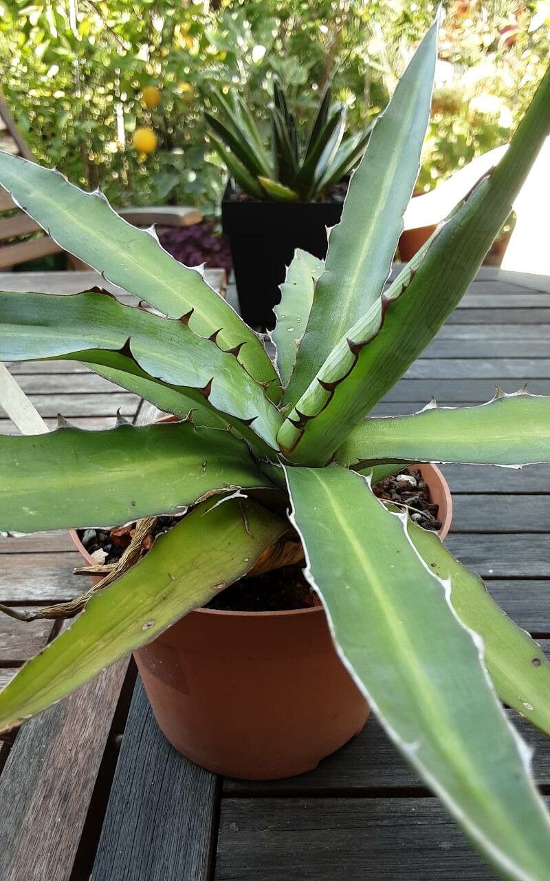 Agave xylonacantha leaf