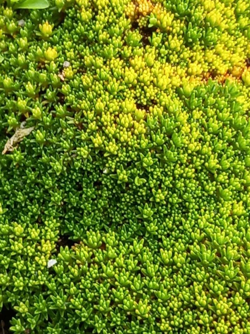 Raoulia haastii leaf