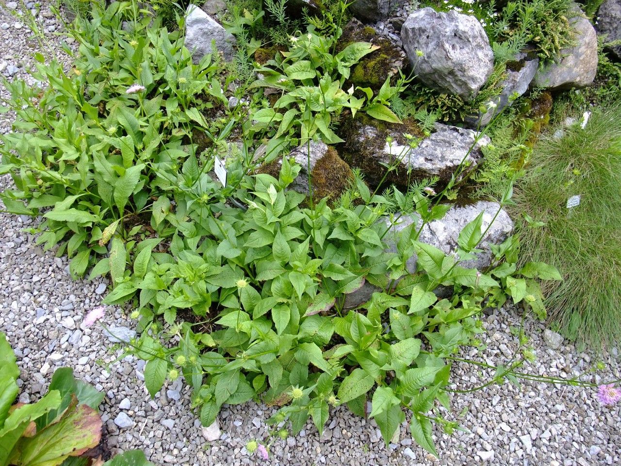 Knautia sarajevensis habit