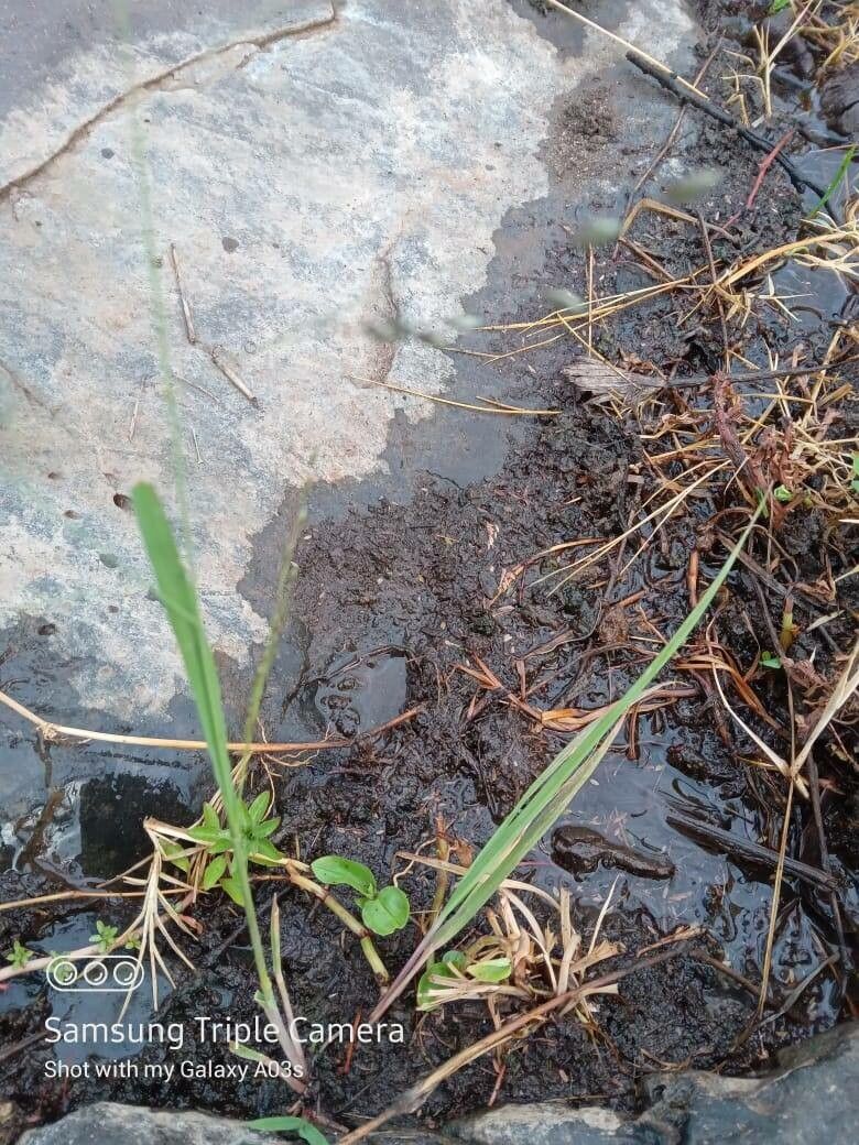 Eragrostis exasperata — search result for 'Eragrostis'