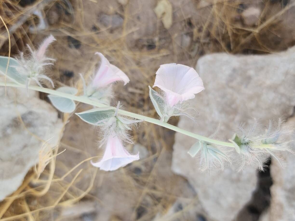 Convolvulus cephalophorus flower