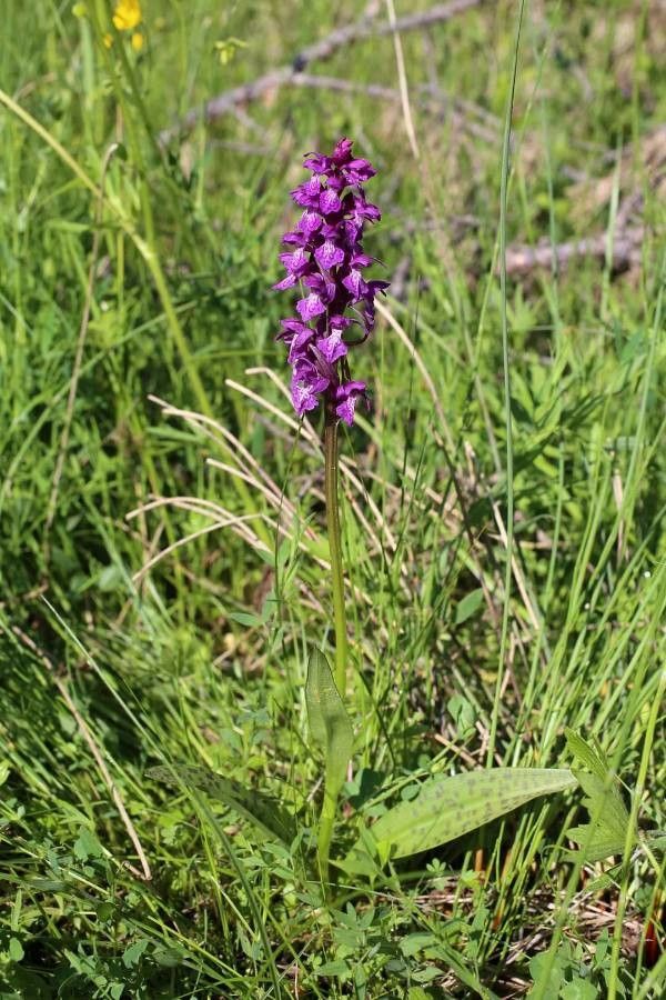 Dactylorhiza cordigera leaf