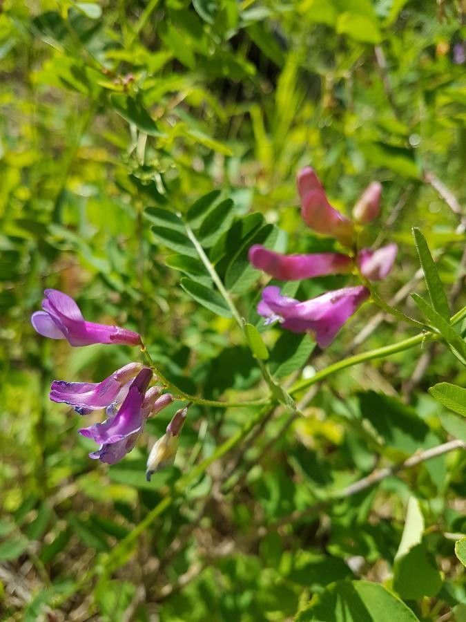 Vicia americana flower