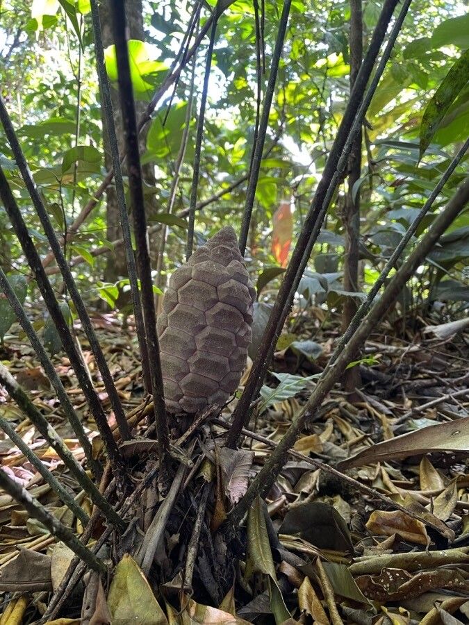 Zamia fairchildiana — search result for 'Zamiaceae'