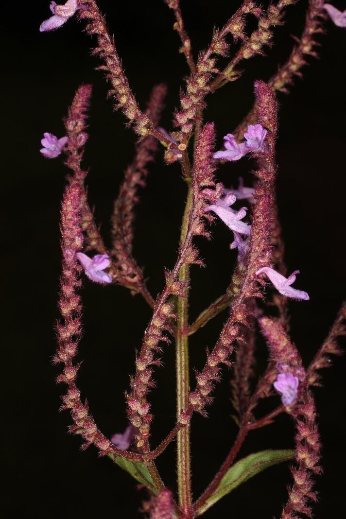 Aeollanthus pubescens flower