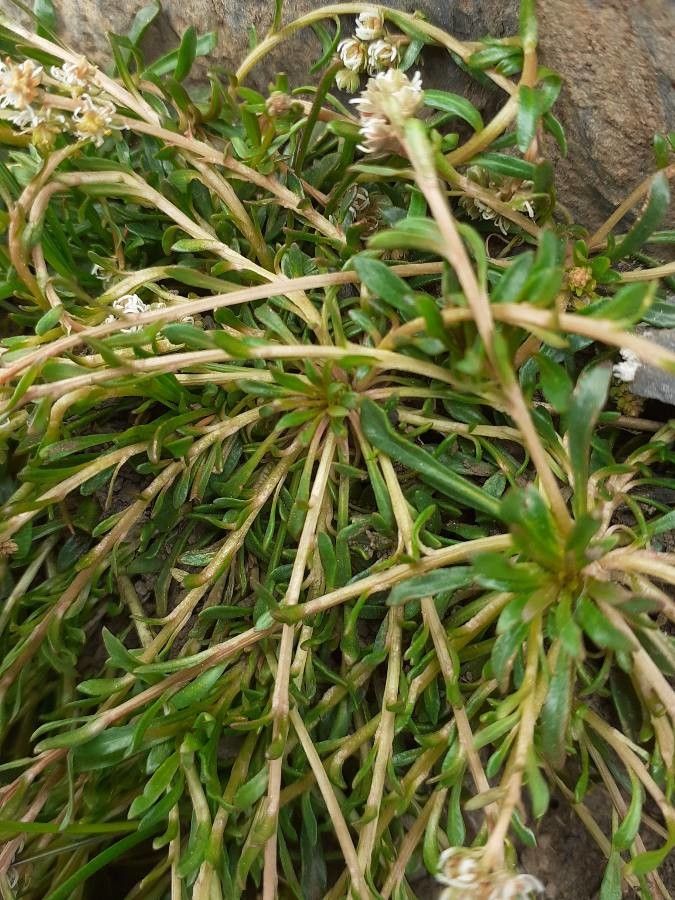 Sesamoides pygmaea — houseplant care guide