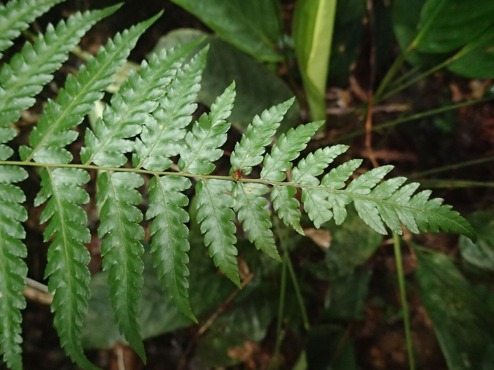 Parapolystichum currorii leaf