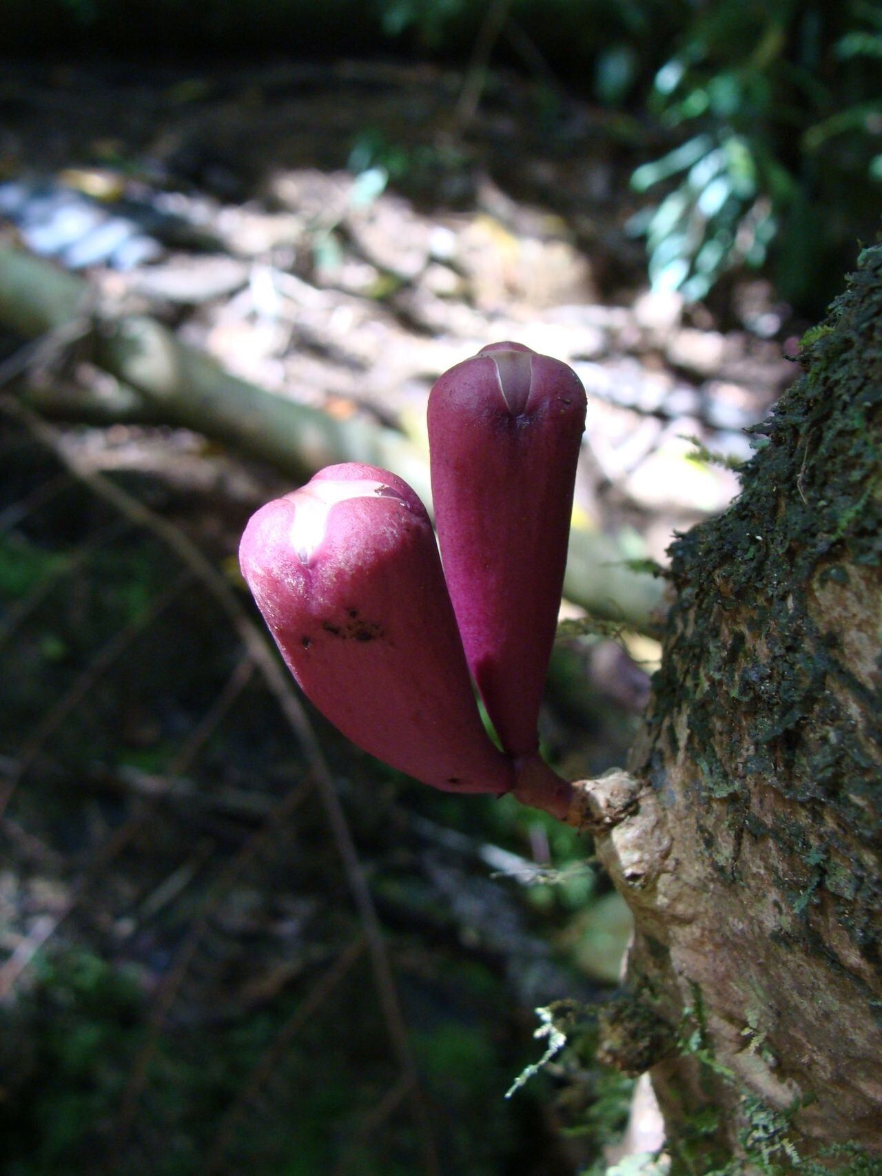Syzygium toninense flower