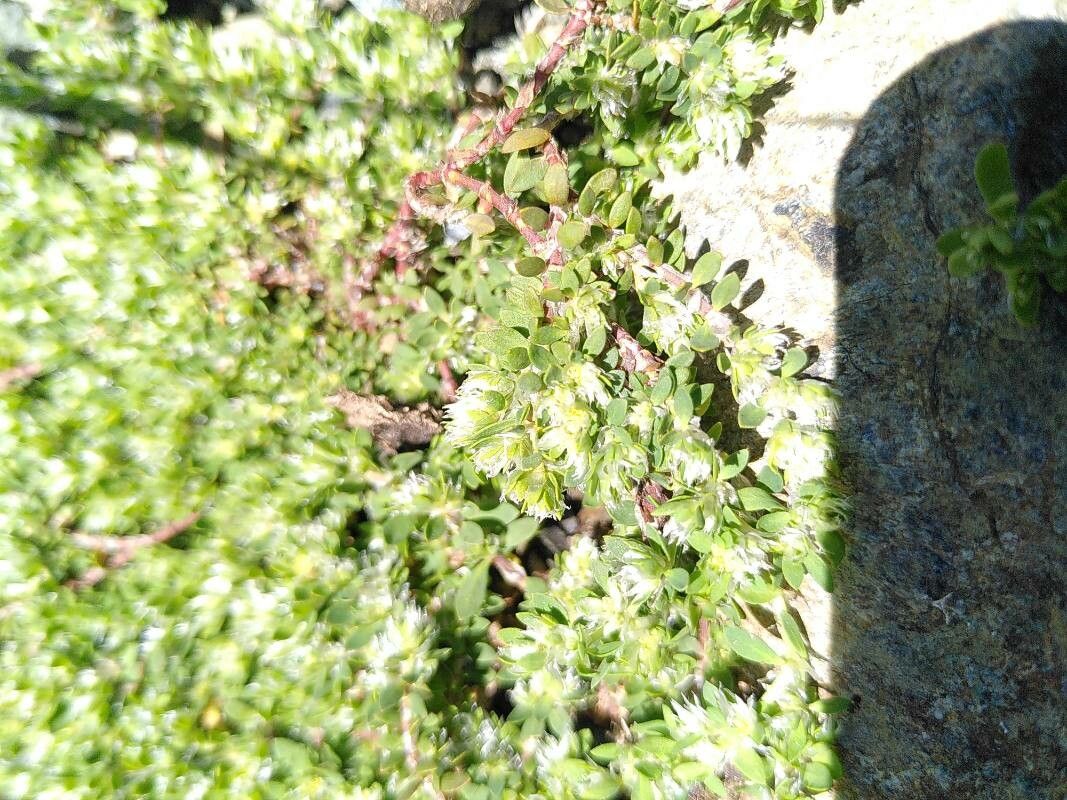 Paronychia polygonifolia flower