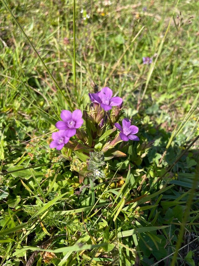 Gentianella caucasea — search result for 'Gentianella'