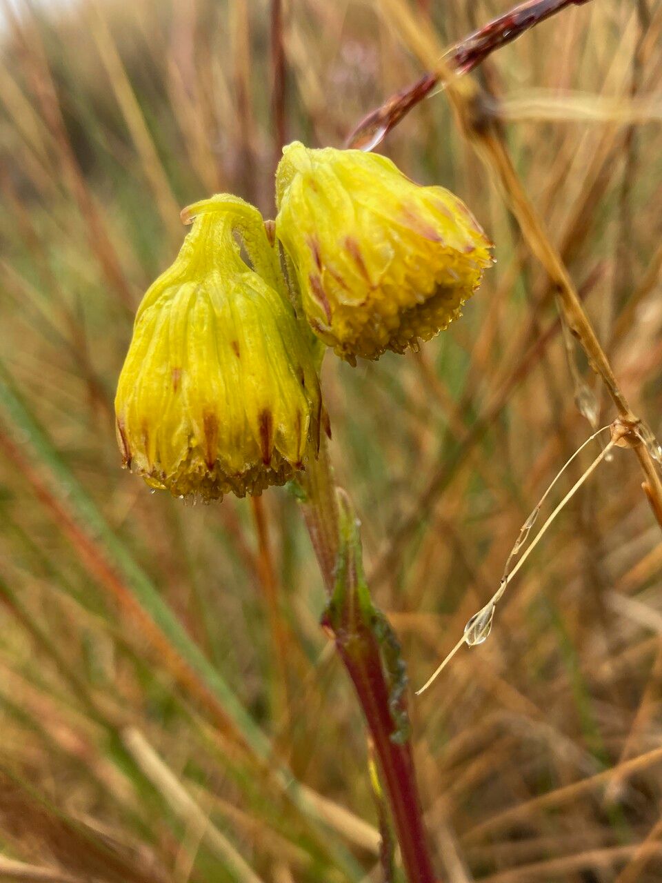 Senecio chionogeton flower