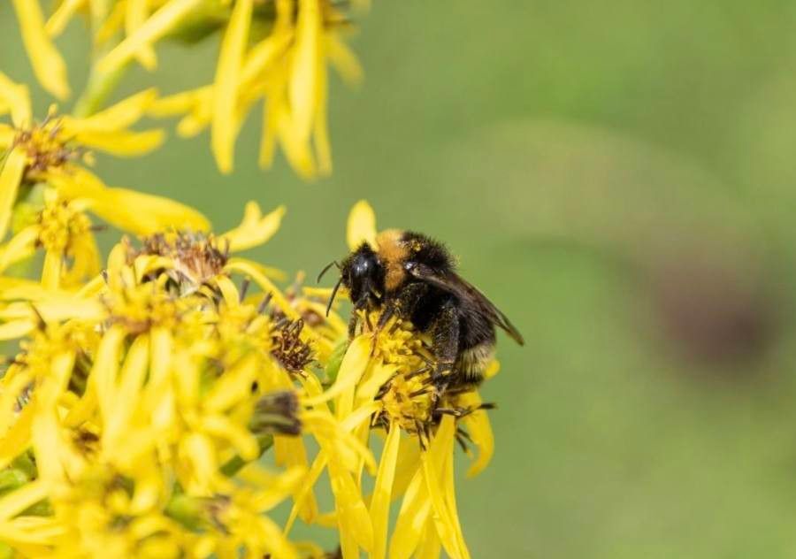Ligularia cymbulifera other