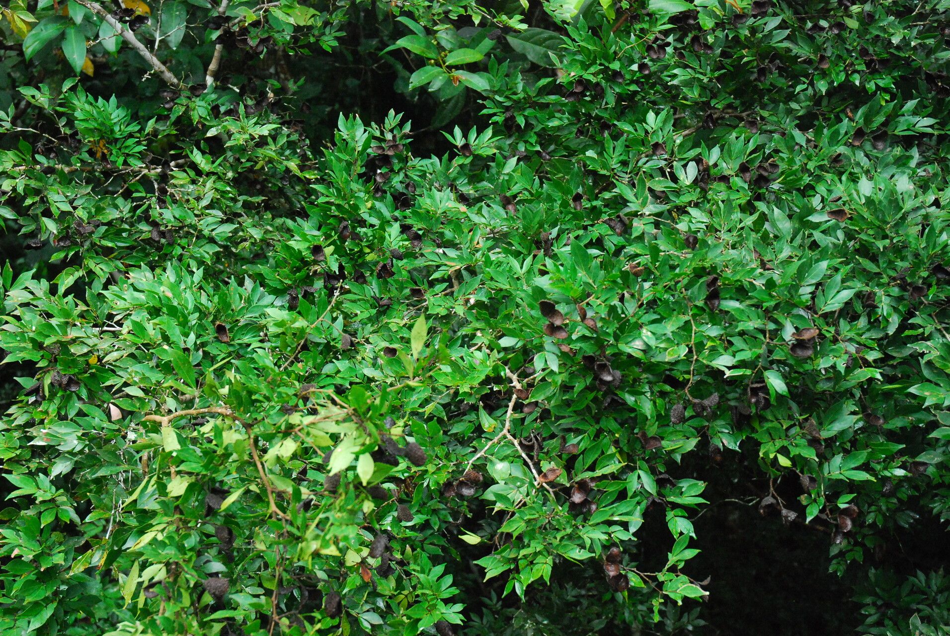 Cynometra mannii habit