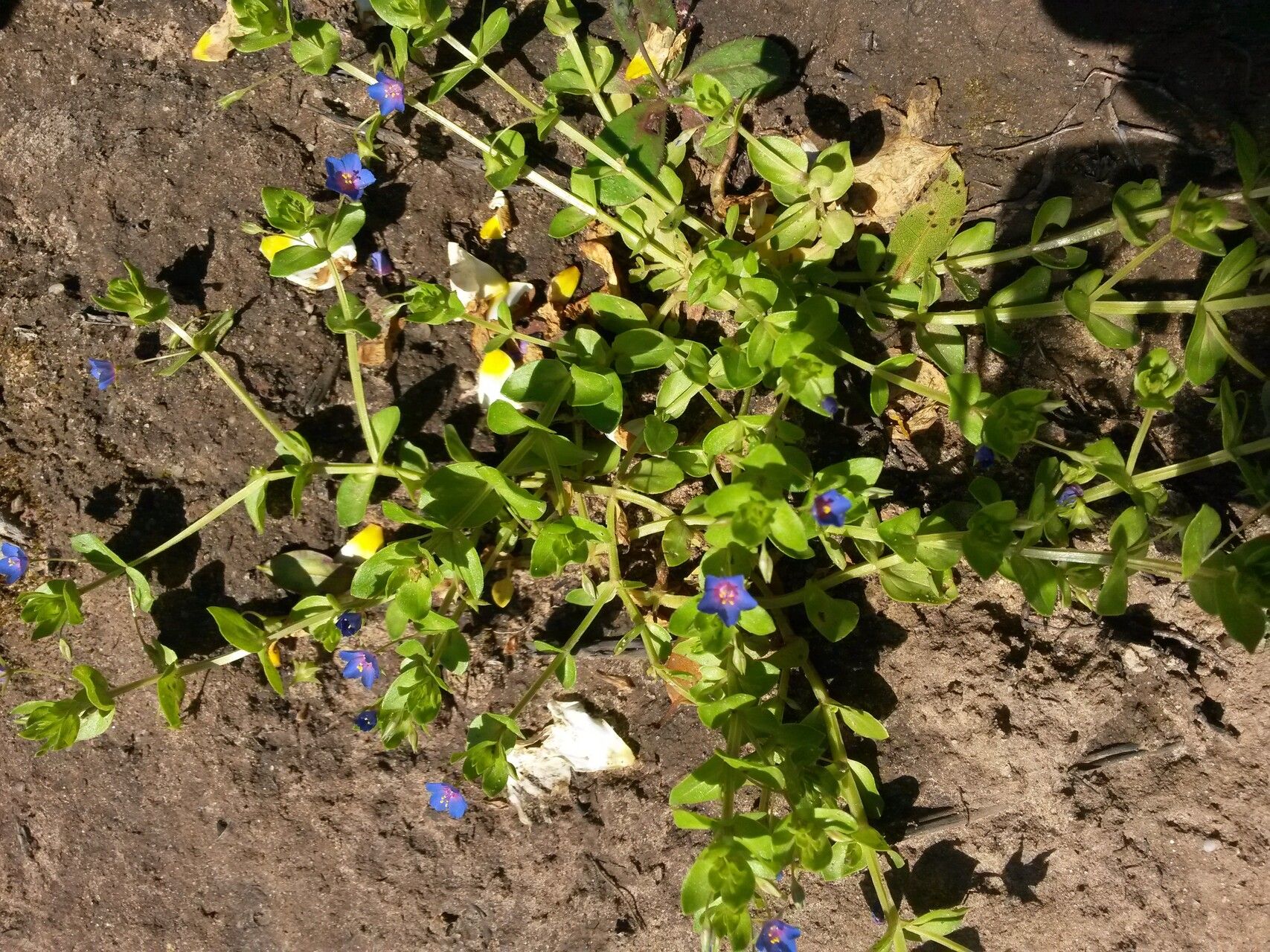 Lysimachia foemina — search result for 'Primulaceae'