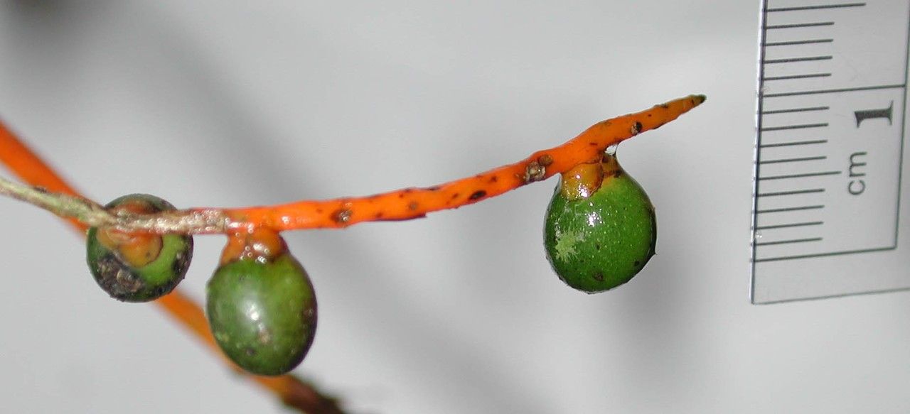 Chamaedorea lucidifrons fruit
