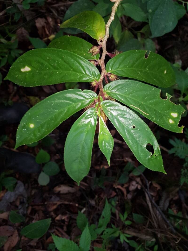 Columnea segregata — search result for 'Columnea'