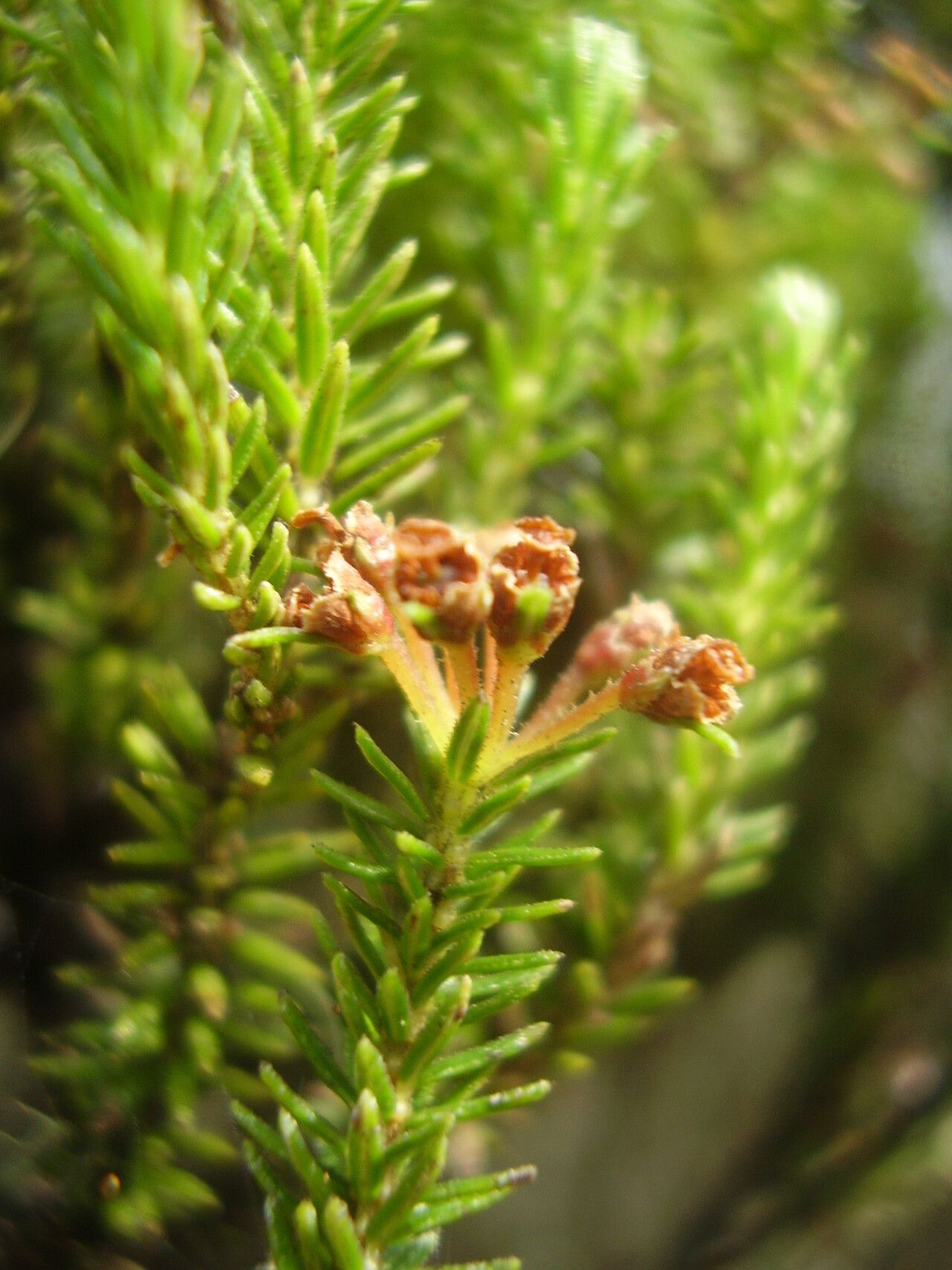 Erica thomensis leaf