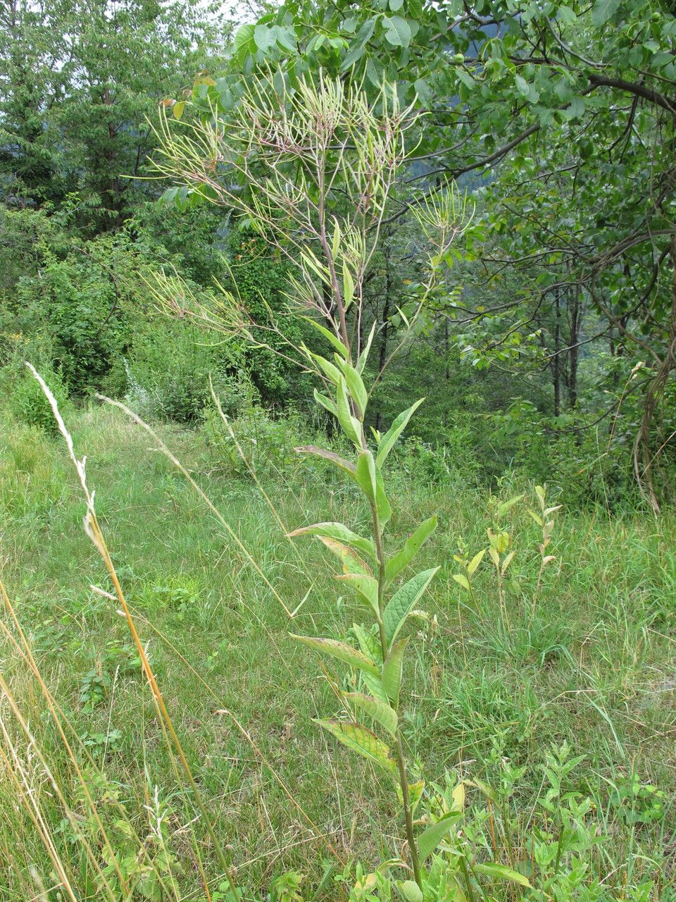 Sisymbrium strictissimum habit