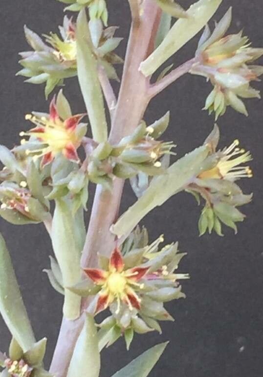 Thompsonella garcia-mendozae flower