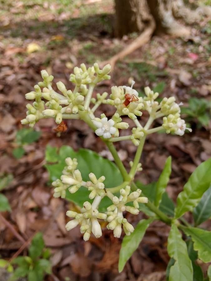 Psychotria carthagenensis flower