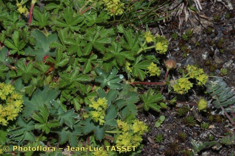 Alchemilla colorata habit